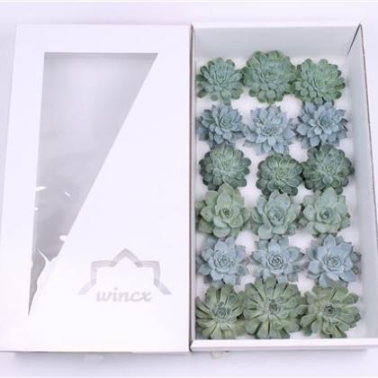 Echeveria Aqua Mix Echeveria Aqua Mix