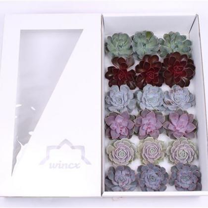 Echeveria Love Mix Echeveria Love Mix