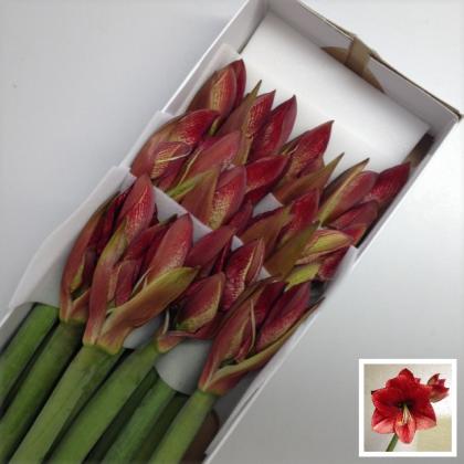 Amaryllis Maestro Amaryllis Maestro