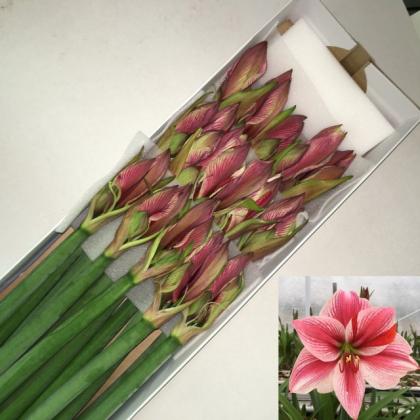 Amaryllis Gervase Amaryllis Gervase