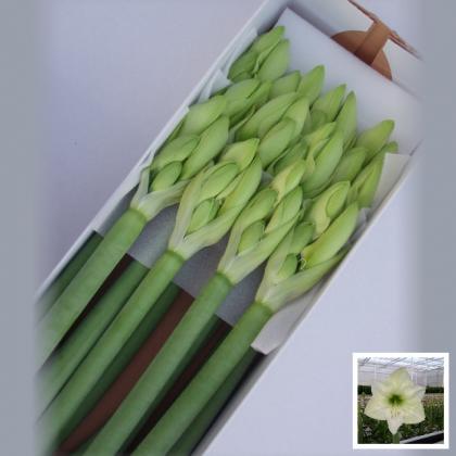 Amaryllis Casablanca Amayllis Casablanca