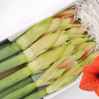 Amaryllis Desire Amaryllis Desire