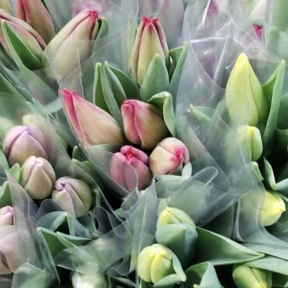 Tulip Asst Tulip Asst
