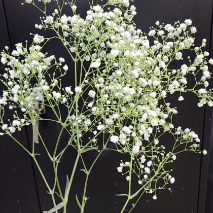 Gypsophila Cosmic Harmony