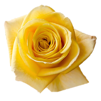 Rose High & Yellow Rose High & Yellow
