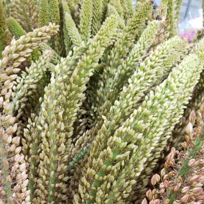 Eremurus Oases