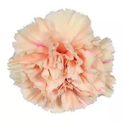 Carnation Apple Tea Carnation Apple Tea