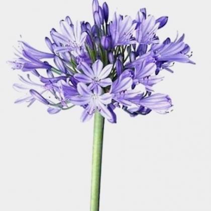 Agapanthus Blue Agapanthus Blue