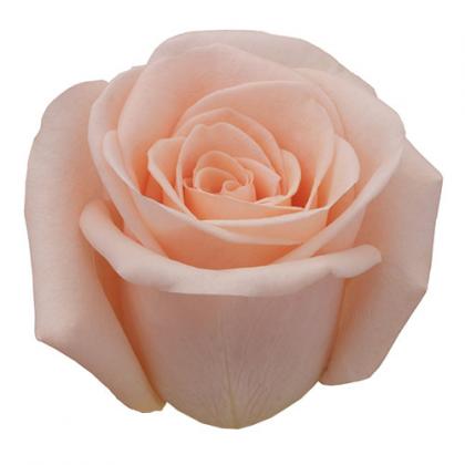 Rose Alejandra Rose Alejandra