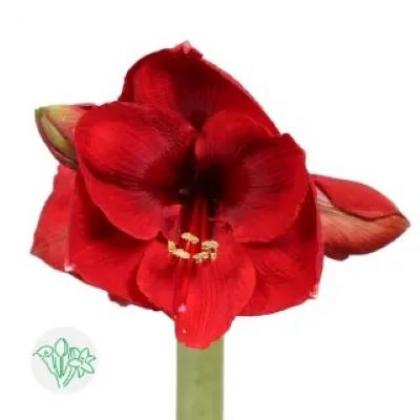 Amaryllis Red Lion