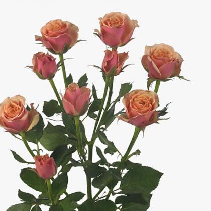 Spry Rose Antiqua Spray Rose Antiqua