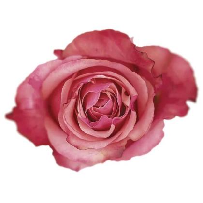 Rose Art Rose