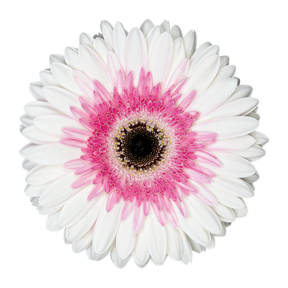 Gerbera Artist Gerbera Artist