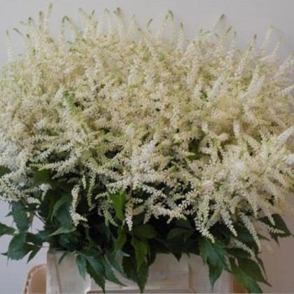 Astilbe Washington Astilbe Washington