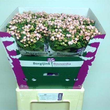 Bouvardia Dbl Diamond Princie Bouvardia Dbl Diamond Princie
