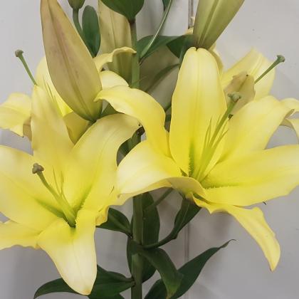 Lily Oriental Trumpet Belleville Lily Oriental Trumpet Belleville