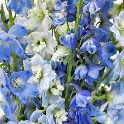Delphinium Hybrid Delphinium Hybrid