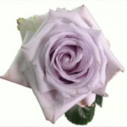 Rose Bounty Way Rose Bounty Way