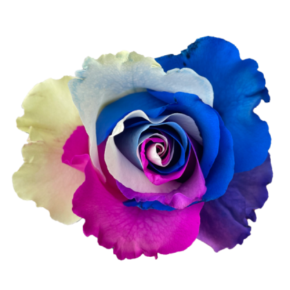 Rose Tinted Couture Tricolour Rose Tinted Couture Tricolour