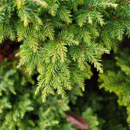 Hemlock Hemlock