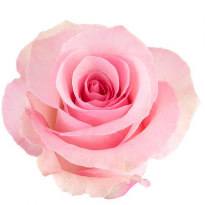 Rose Christa