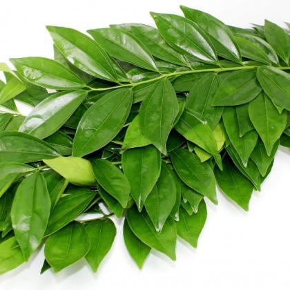 Cocculus Cocculus