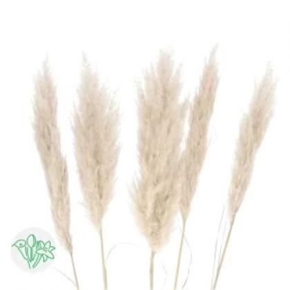 Cortaderia Evita Dried Cortaderia Evita Dried
