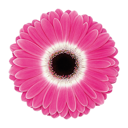 Gerbera Cubanita