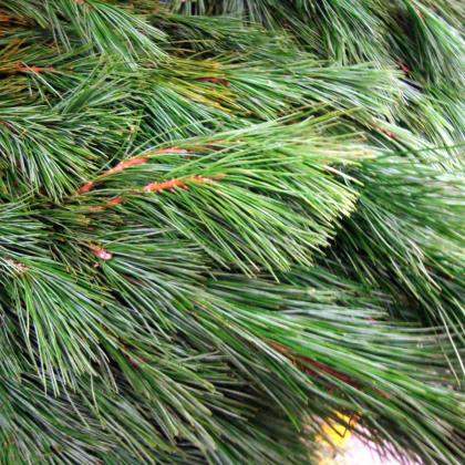 White Pine White Pine