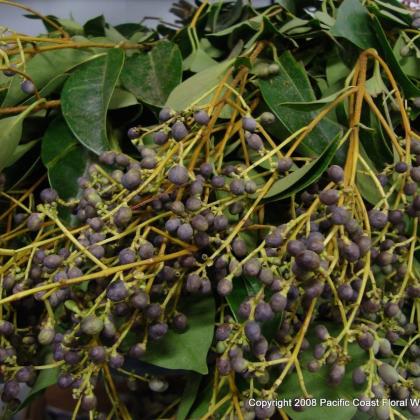 Privet Berry Privet Berry
