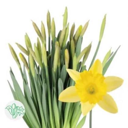 Daffodil Dutch MAster Daffodil Dutch MAster