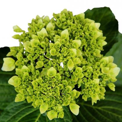 Hydrangea Mini Green