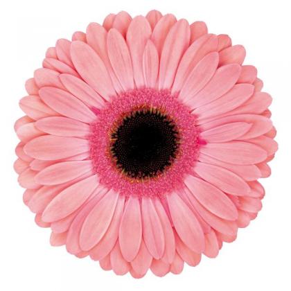 Gerbera Debut