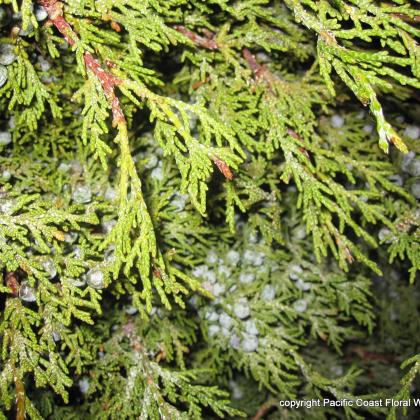 Blueberry Juniper Blueberry Juniper