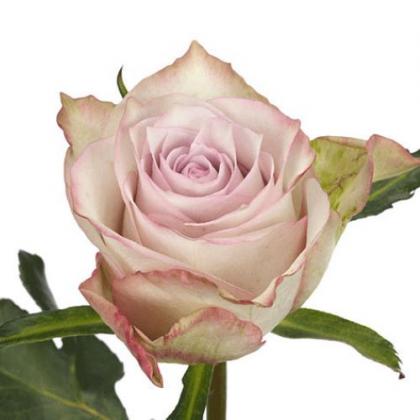 Rose Deep Silver Rose Deep Silver