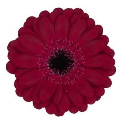 Germini Diana