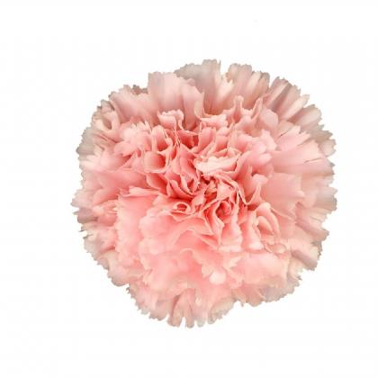 Carnation Doncel Carnation Doncel