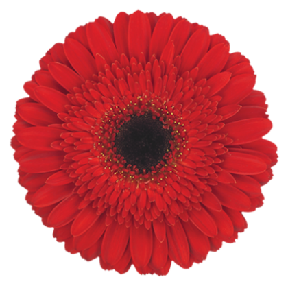 Gerbera Dynamic Gerbera Dynamic