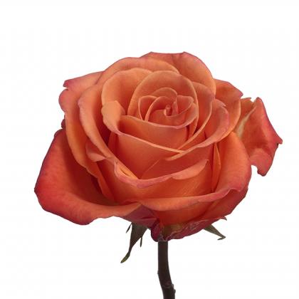 Rose Orange Crush Rose Orange Crush