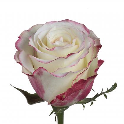 Rose Sweetness Rose Sweetness