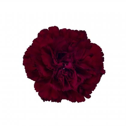 Carnation Zurigo Carnation Zurigo