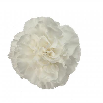 Carnation Moonlight Carnation Moonlight