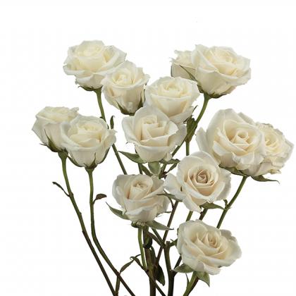 Spray Rose White Majolica Spray Rose White Majolica