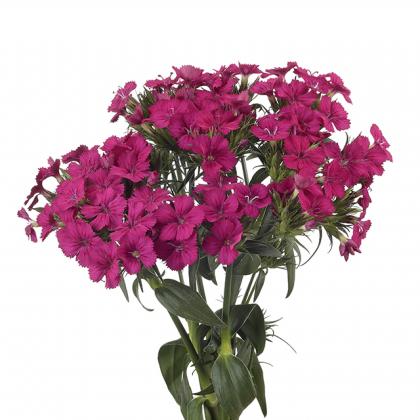 Dianthus Amazon Cherry Dianthus Amazon Cherry