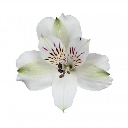 Alstroemeria Virginia Alsroemeria Virginia