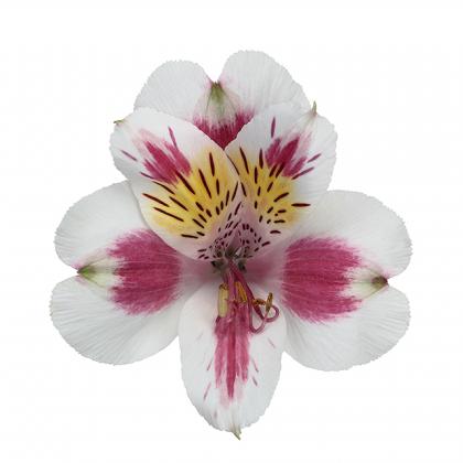Alstroemeria Rebecca Alstroemeria Rebecca