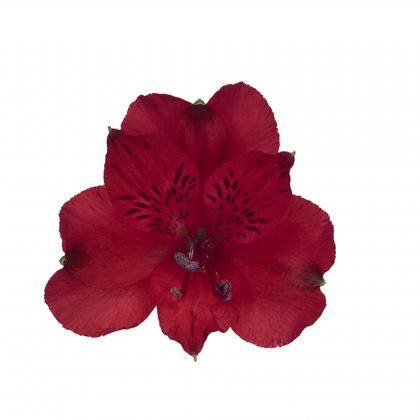Alstroemeria Nadia Alstroemeria Nadia