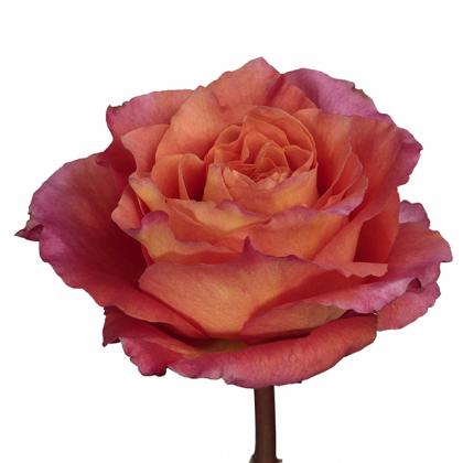 Rose Free Spirit Rose Free Spirit