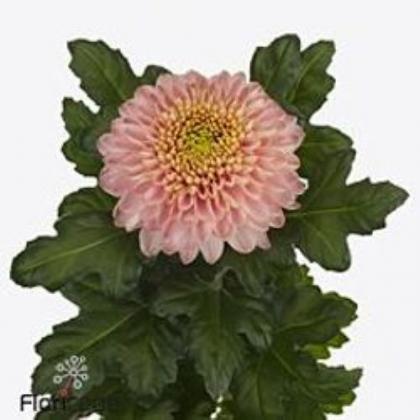 Chrys Disbud Empress