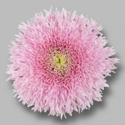 Chrys Disbud Etrusko Pink Chrys Disbud Etrusko Pink